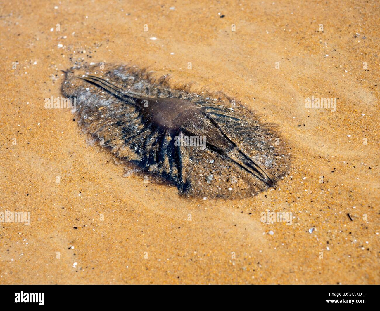 Elefantenfisch (Ghost Shark) Eiersack (Meerjungfrauen-Handtasche) am Strand im Wilsons Promontory National Park Stockfoto