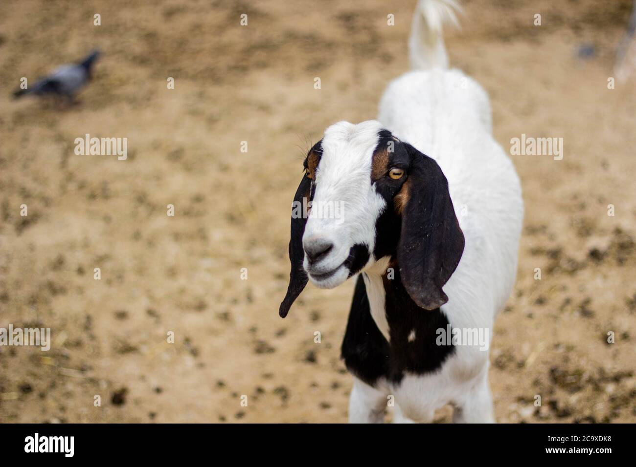Glückliche Ziege Stockfoto