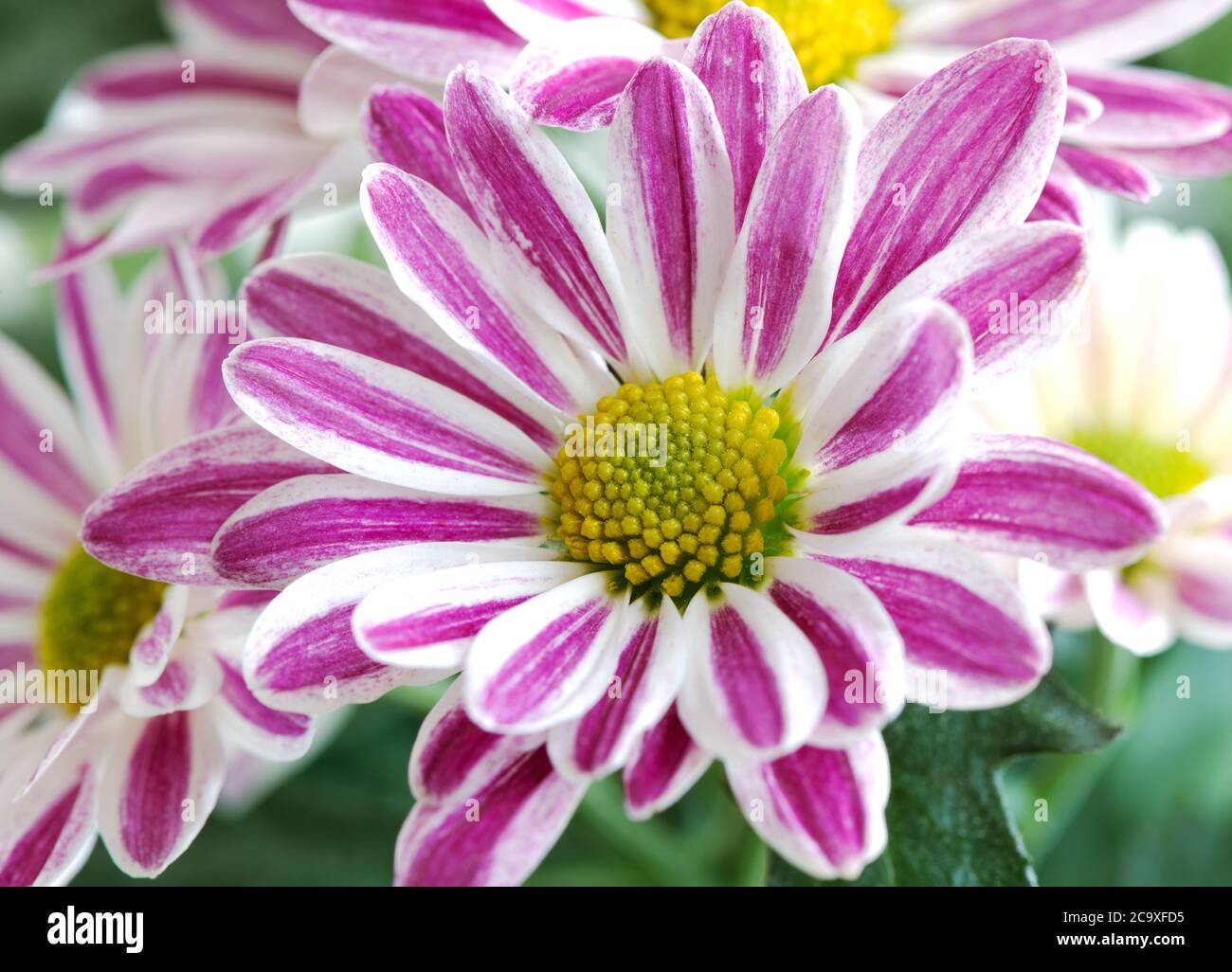 Ein Fragment der indischen Chrysantheme (Chrysantheme indicum) - ein mehrjähriges Kraut der Familie der Asteraceae, oder, wie sie auch genannt werden, Compositae. Stockfoto