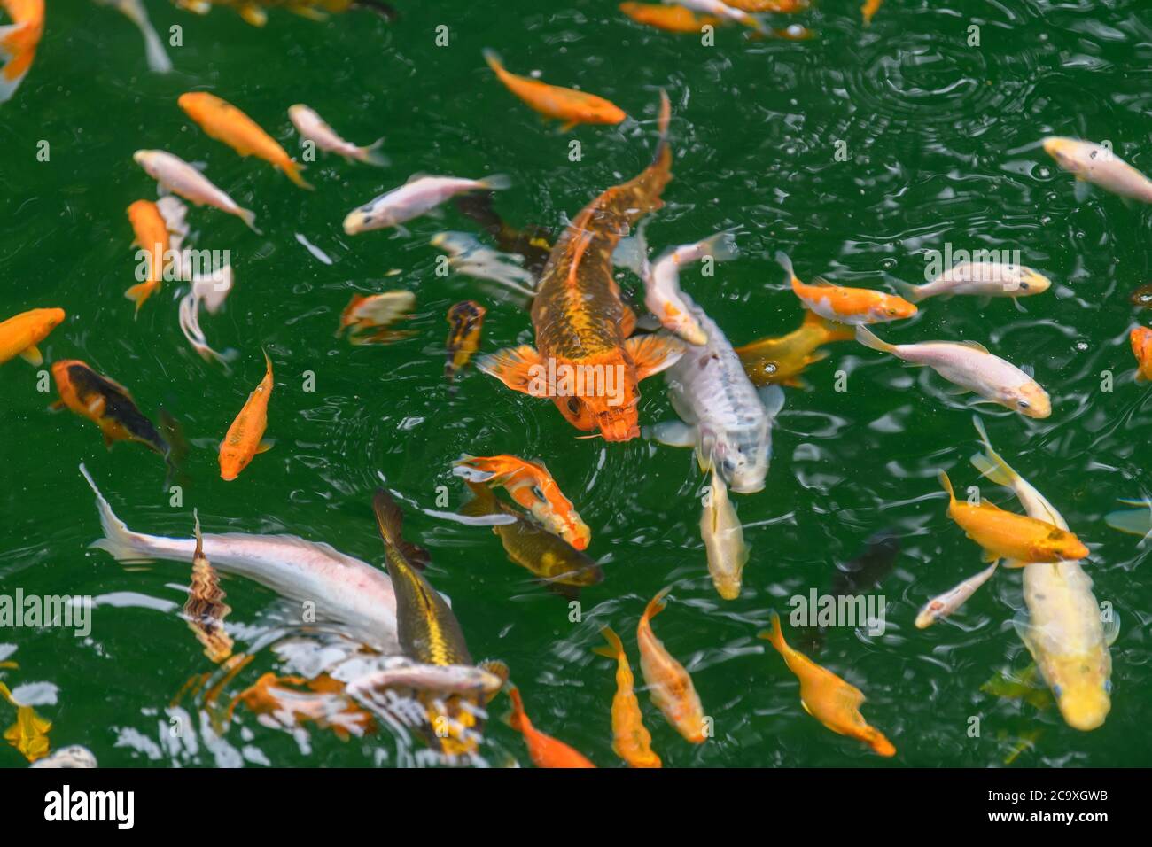 Bunte dekorative Koi-Karpfen-Fische schweben in einem künstlichen Teich, Blick von oben Stockfoto