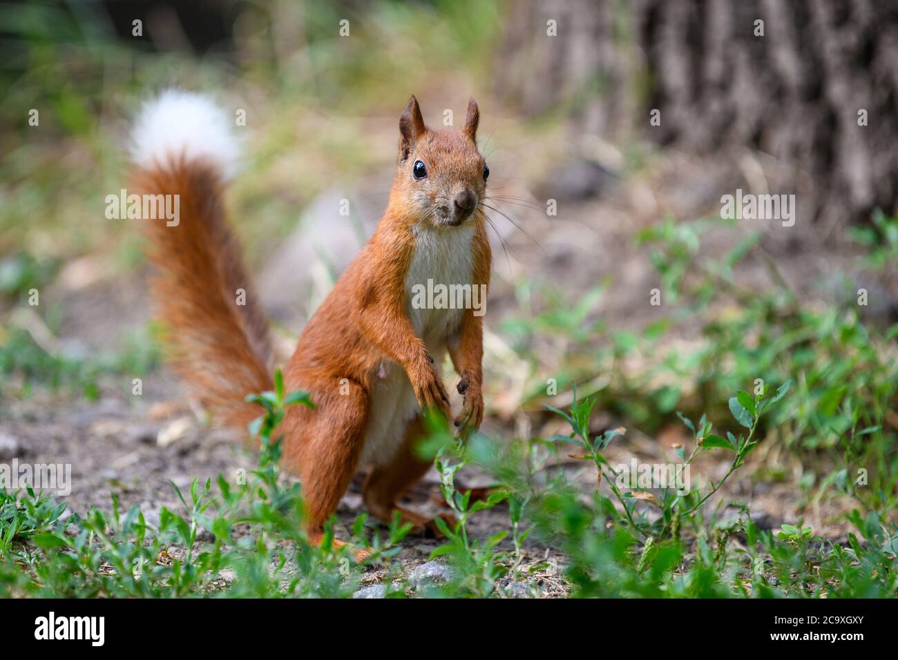 Niedliches rotes Eichhörnchen mit langen spitzen Ohren im Herbst forerst Stockfoto