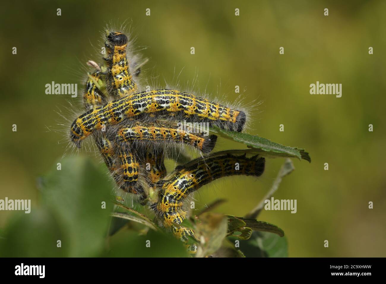 Eine Reihe von Buff-Spitze Moth Caterpillar, Phalera bucephala, Fütterung auf Weidenbaum Blätter im Wald. Stockfoto