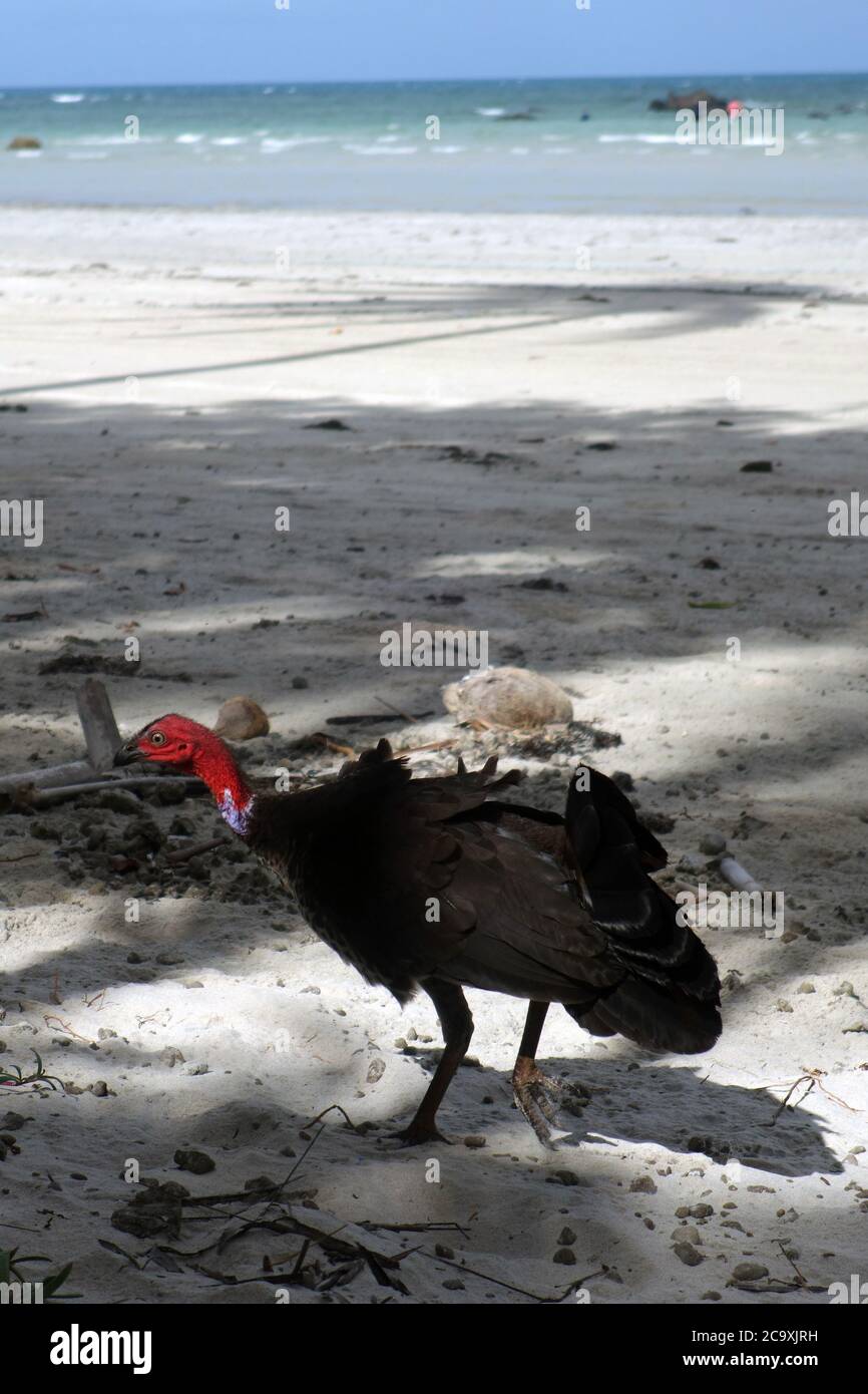 Nördliche Cape York Unterart des australischen Reisigs (Alectura lathami Unterart purpurreicollis), Chili Beach, Lockhart River, Iron Range Nationa Stockfoto