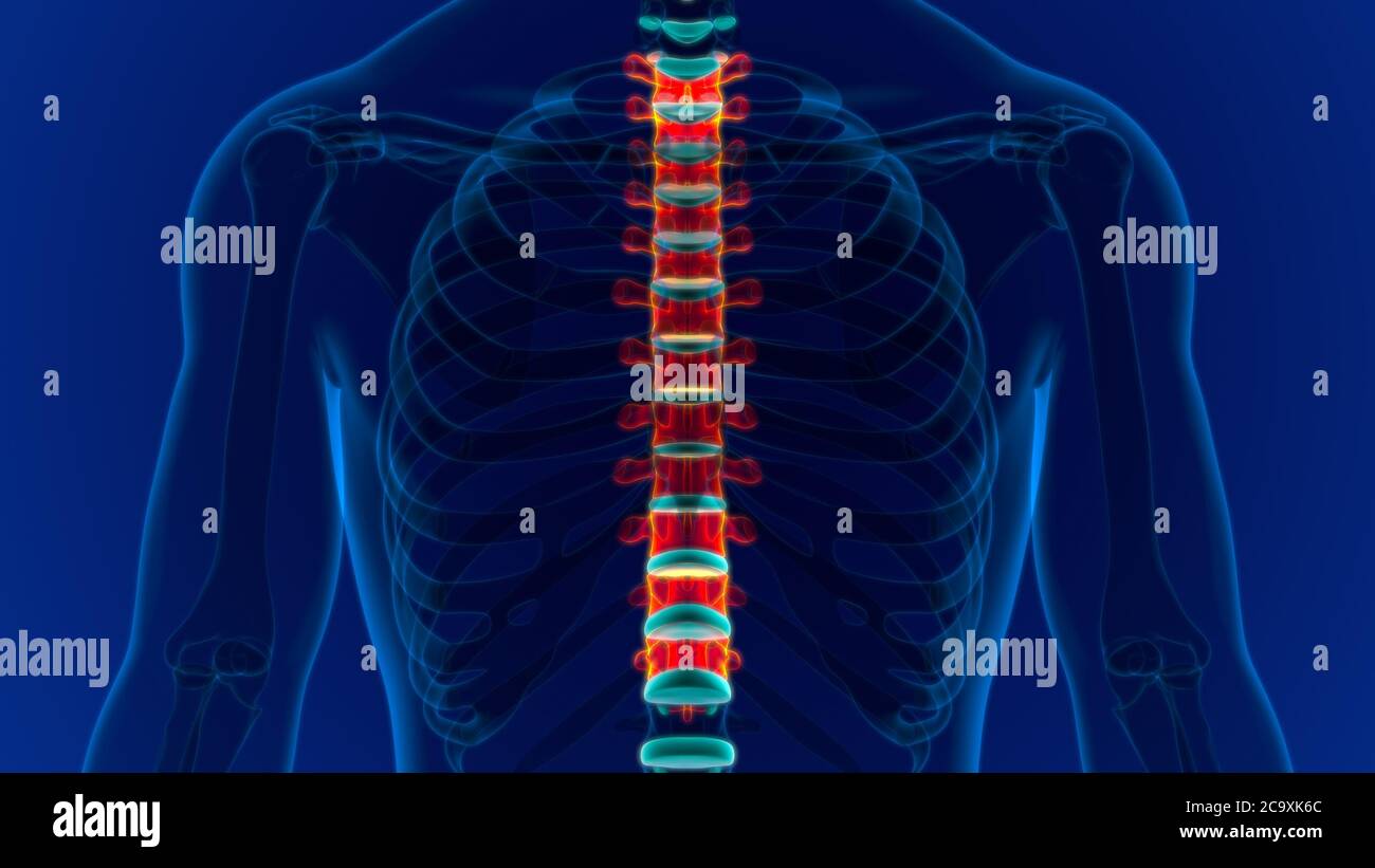 Menschliches Skelett Wirbelsäule Thoraxwirbel Anatomie 3D Illustration ...