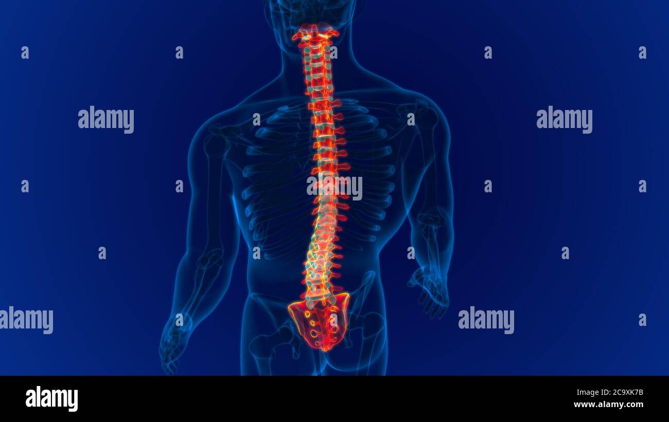 Menschliches Skelett Wirbelsäule Wirbelsäule Anatomie 3D Illustration ...
