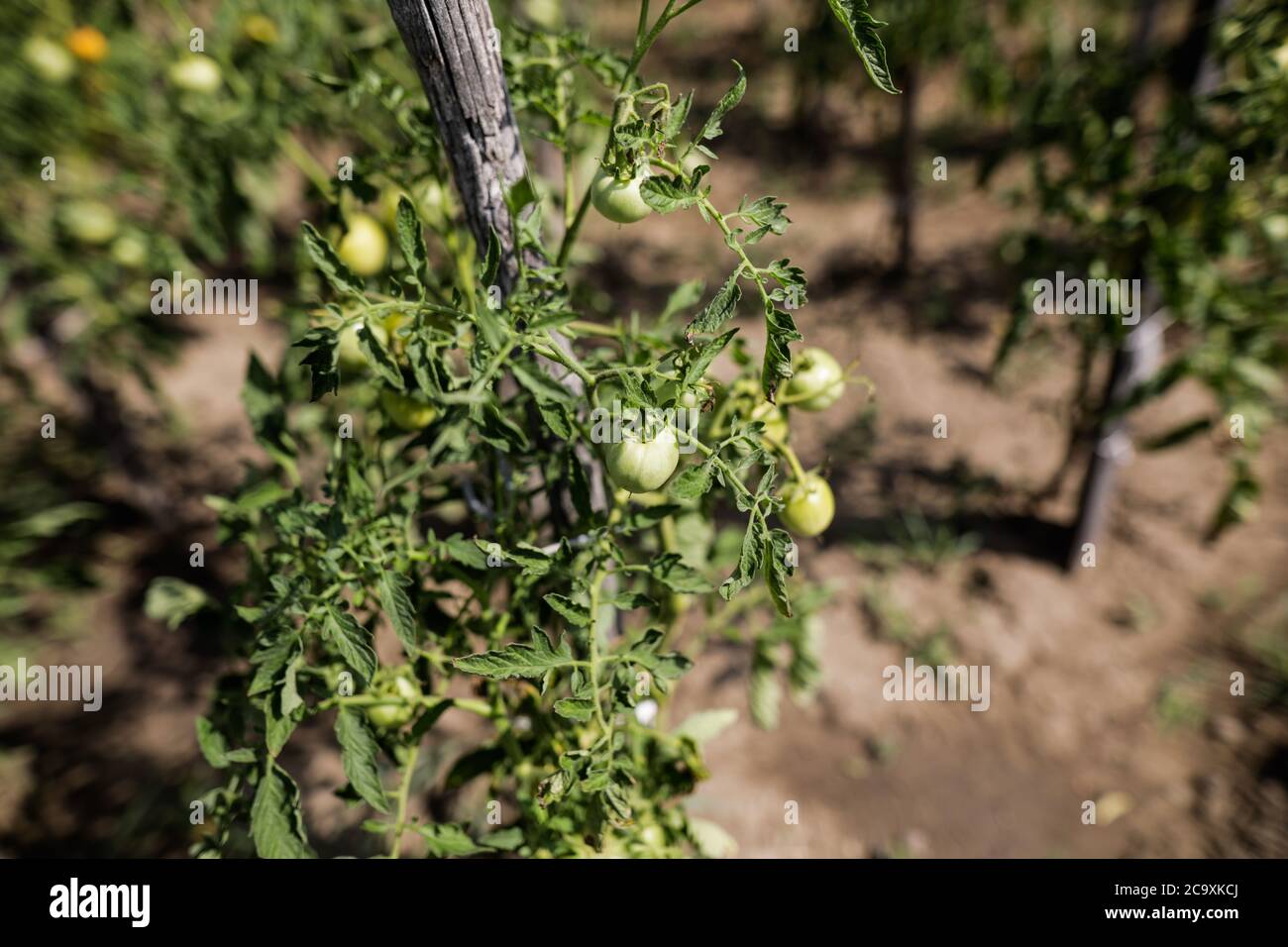 Details with young green organic tomatoes in an organic outdoors garden. Stockfoto