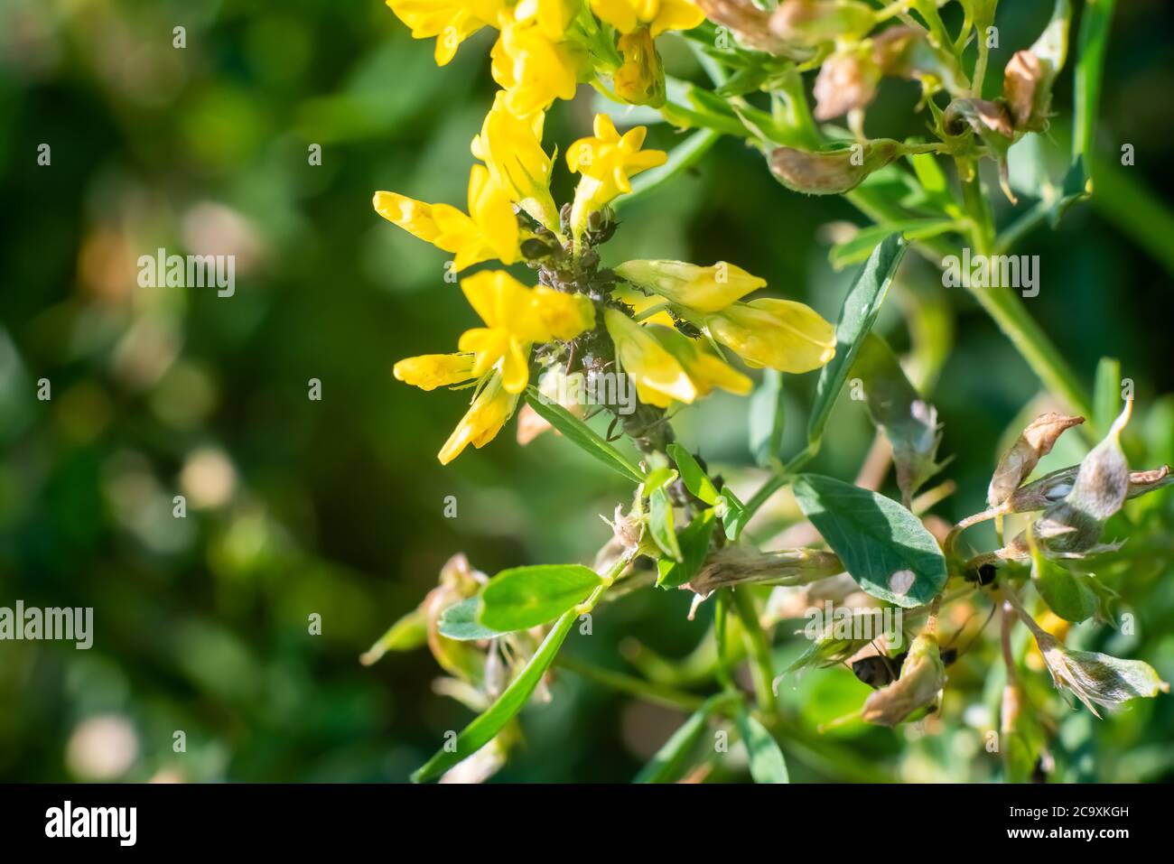 Ameisen auf Wildblumen, auf grünem Hintergrund. Stockfoto