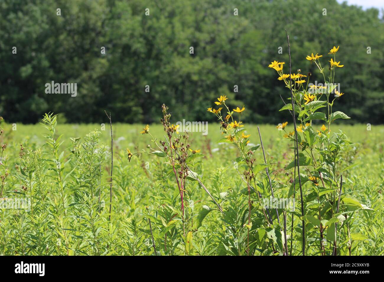 Tolle Familienanlage und Erholungsgebiet im Süden von Columbus Ohio Stockfoto