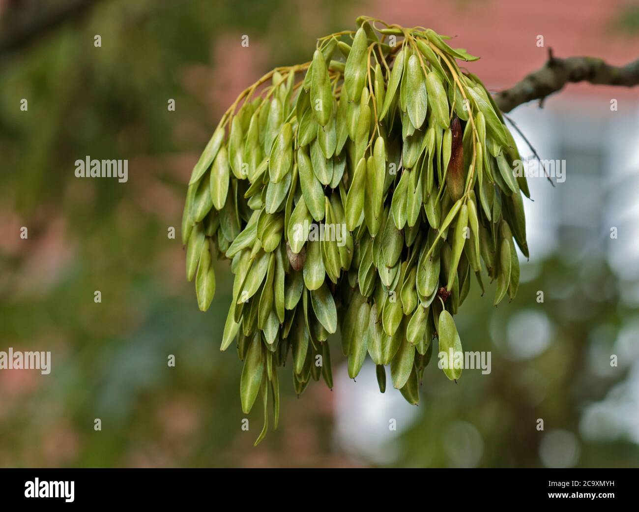Aschensamen-Pods Stockfoto