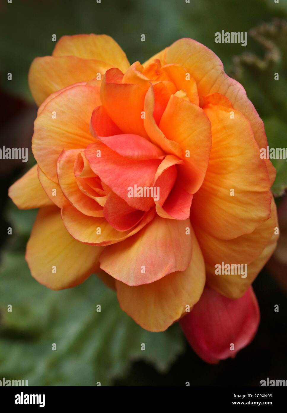 Begonia Aprikose Schattierungen Stockfoto