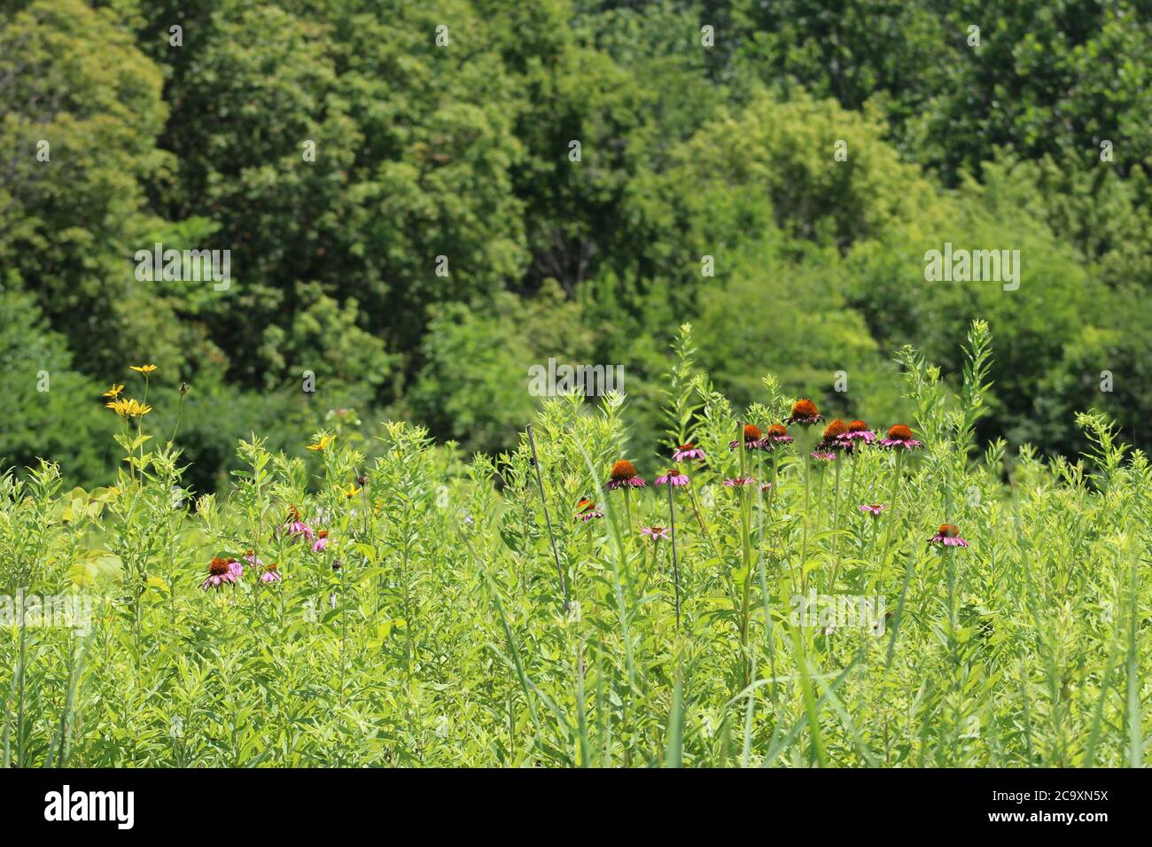 Tolle Familienanlage und Erholungsgebiet im Süden von Columbus Ohio Stockfoto