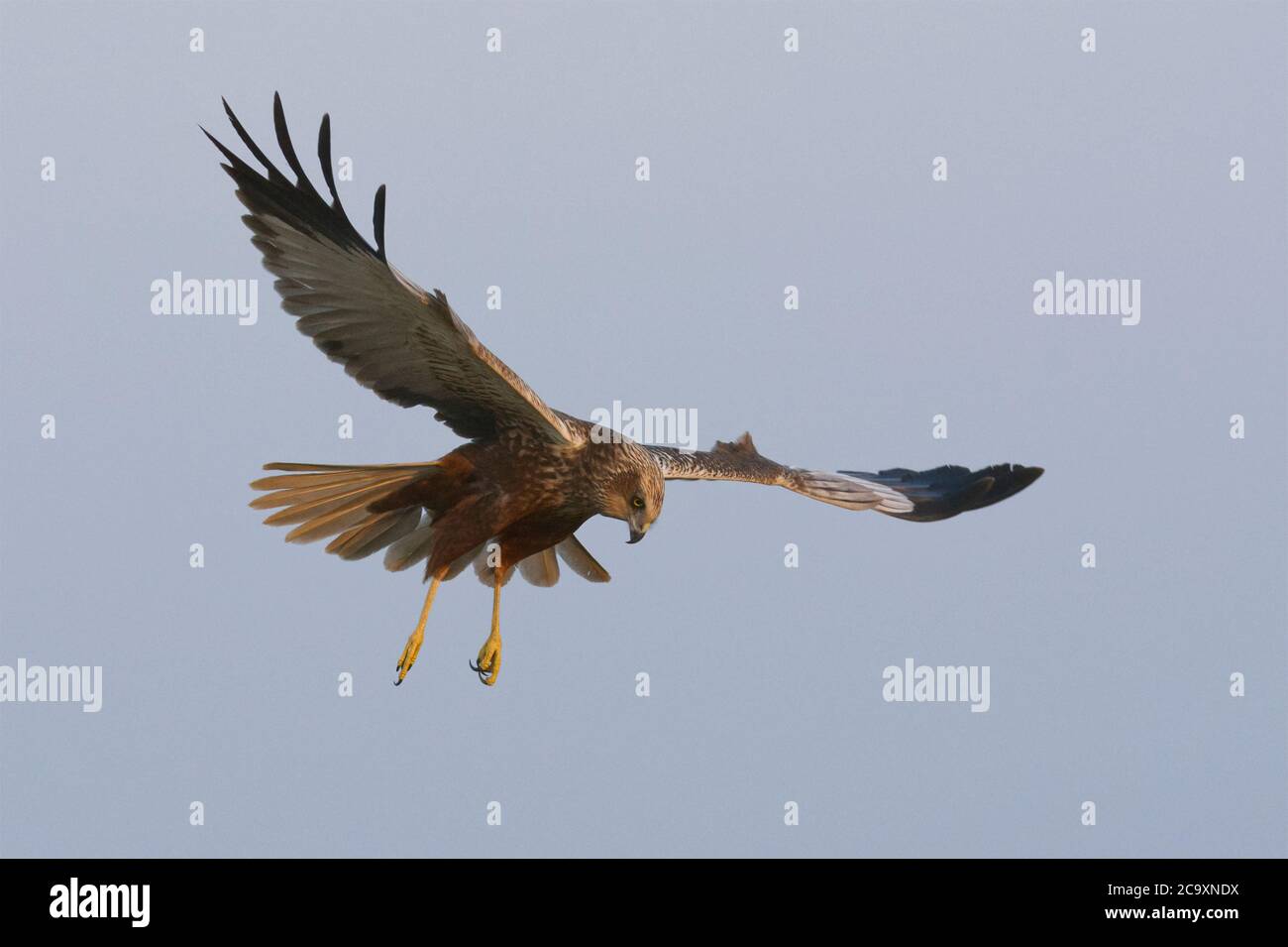 Männlicher eurasischer Marsh-Harrier (Circus aeruginosus), der sich an das Ziel festgemacht hat Stockfoto