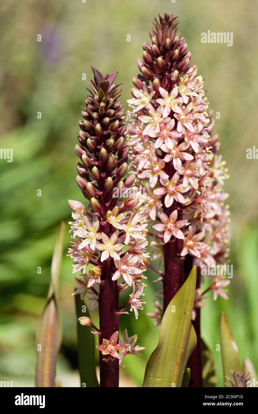 Nahaufnahme von Eucomis comosa 'Sparkling Burgundy'. Ananaslilie 'Sparkling Burgundy' blüht im Hochsommer Stockfoto