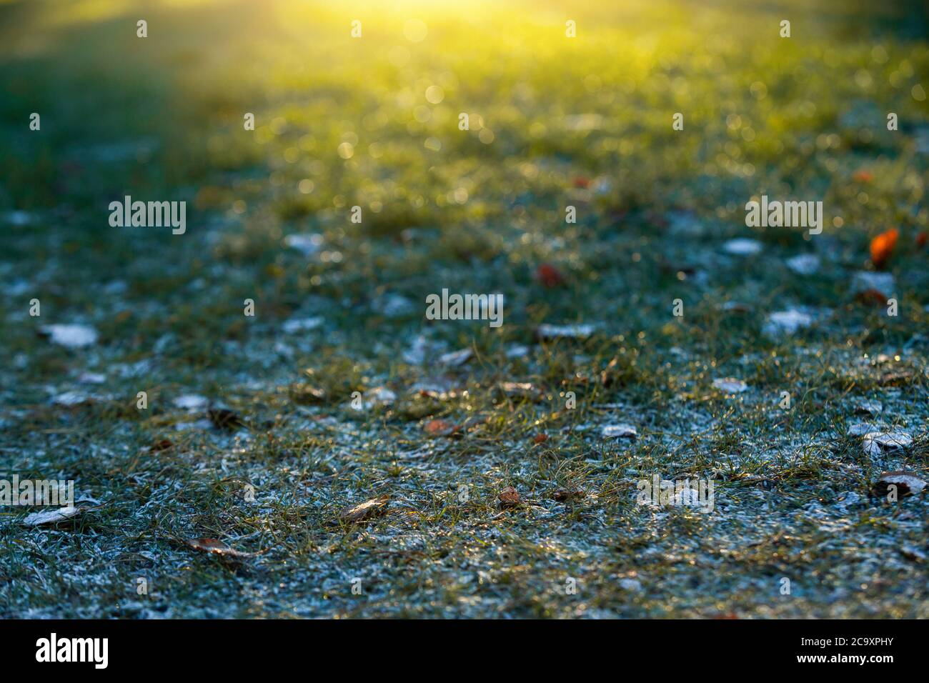 Herbstfrost auf dem Gras. Stockfoto