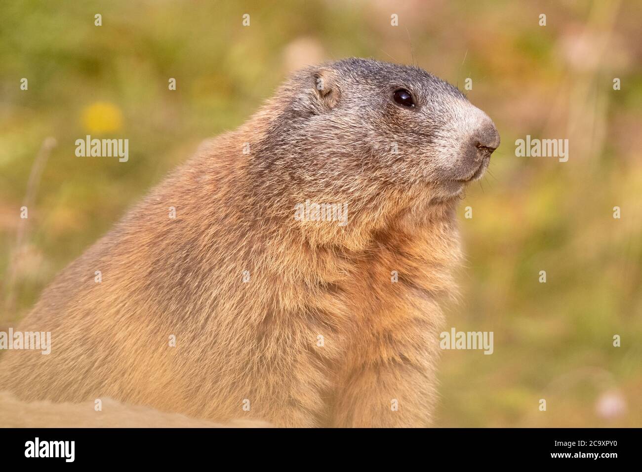 Alpine Marmot (Marmota marmota), Nahaufnahme eines Erwachsenen, Lombardei, Italien Stockfoto