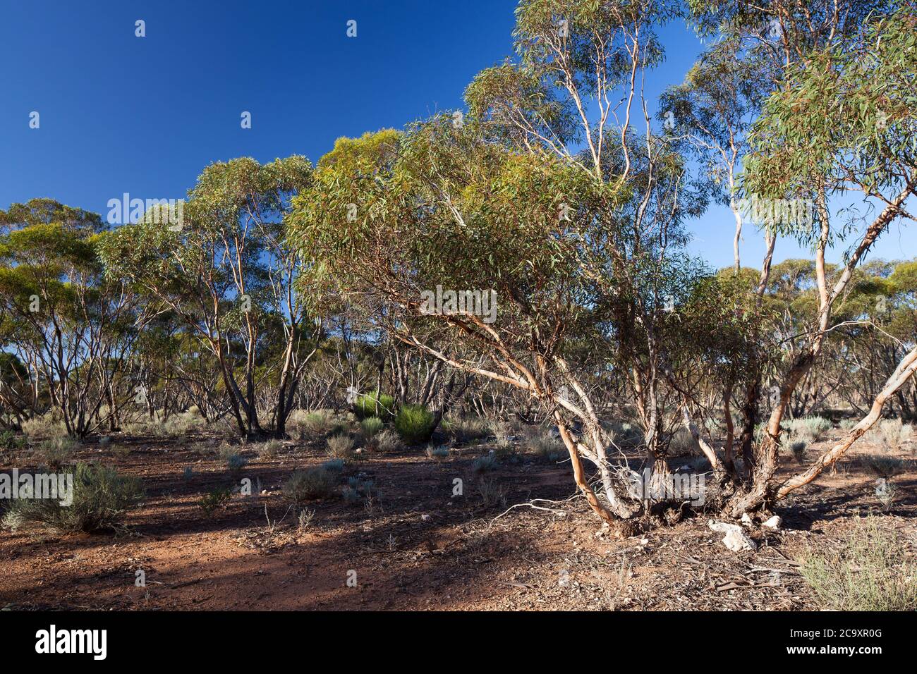 Mallee Trees (Eucalyptus sp.). April 2012. Entwood Sanctuary. Sandleton. Murraylands. Südaustralien. Australien. Stockfoto