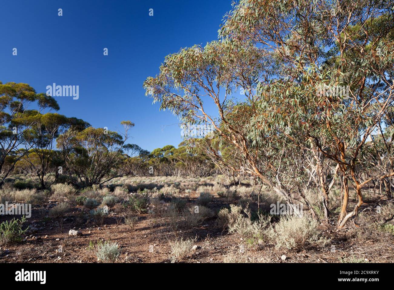 Mallee Trees (Eucalyptus sp.). April 2012. Entwood Sanctuary. Sandleton. Murraylands. Südaustralien. Australien. Stockfoto