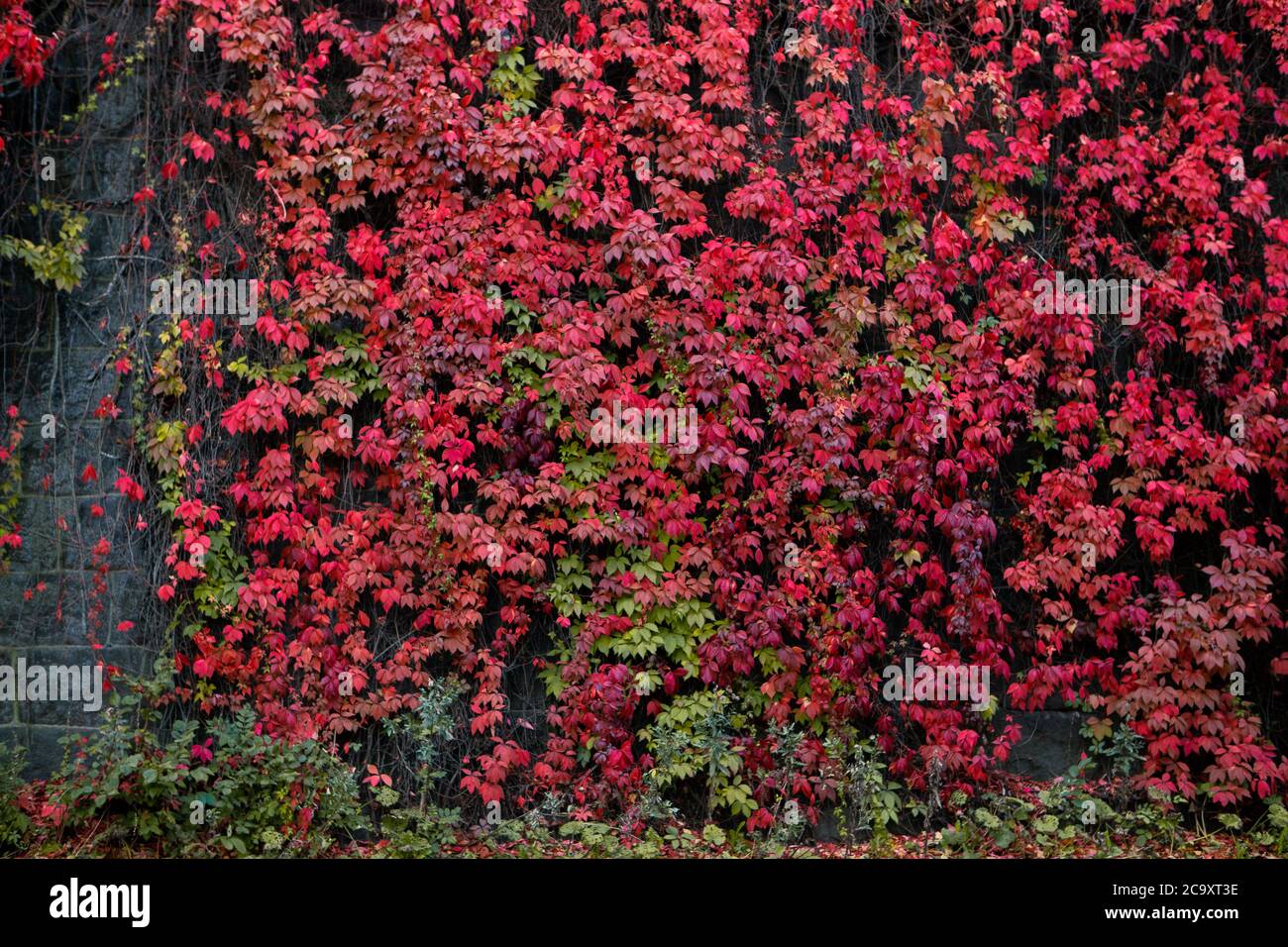 Die Wand des Hauses ist mit Efeu bedeckt. Herbststadt Stockfoto