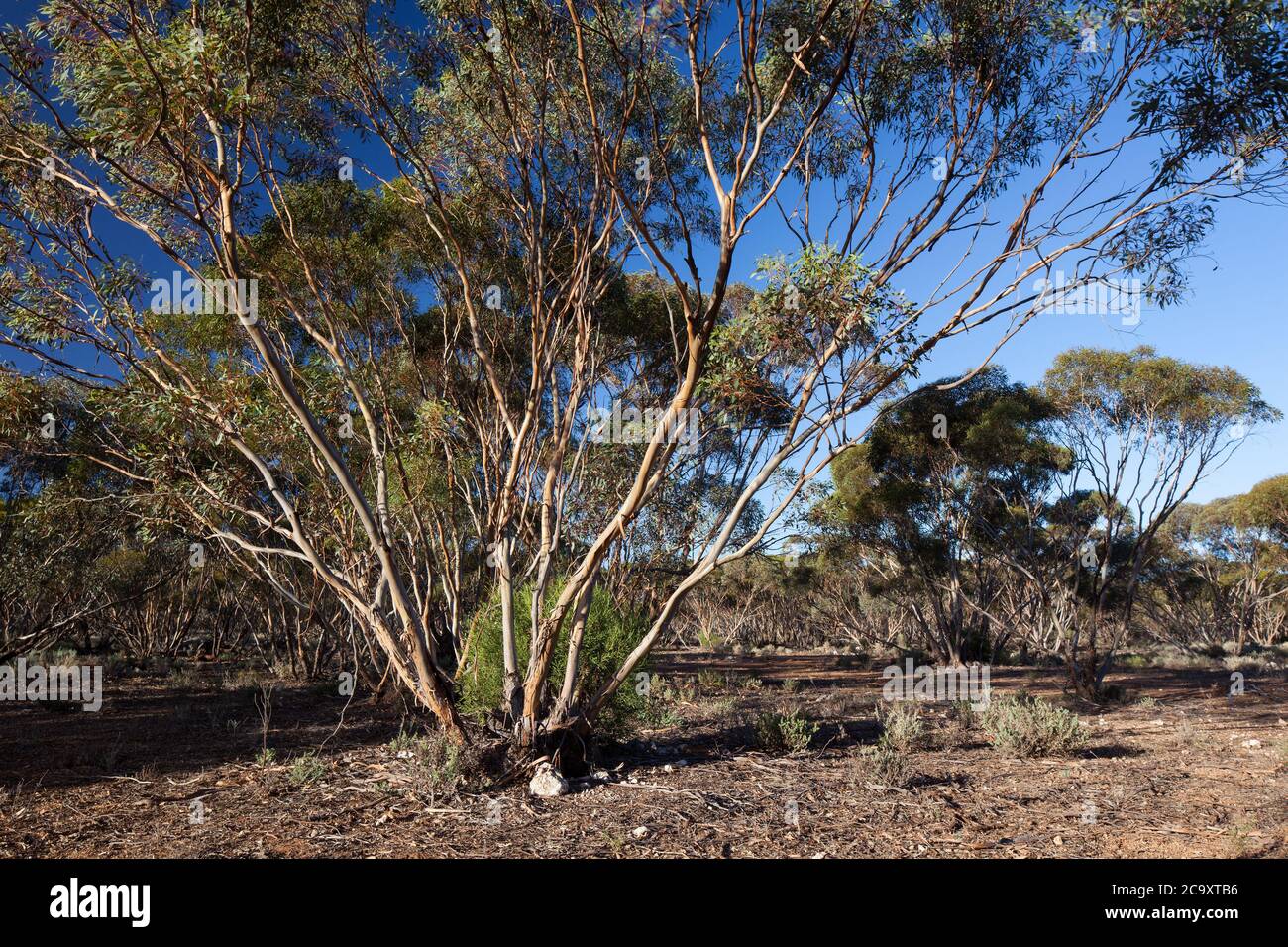 Mallee Trees (Eucalyptus sp.). April 2012. Entwood Sanctuary. Sandleton. Murraylands. Südaustralien. Australien. Stockfoto
