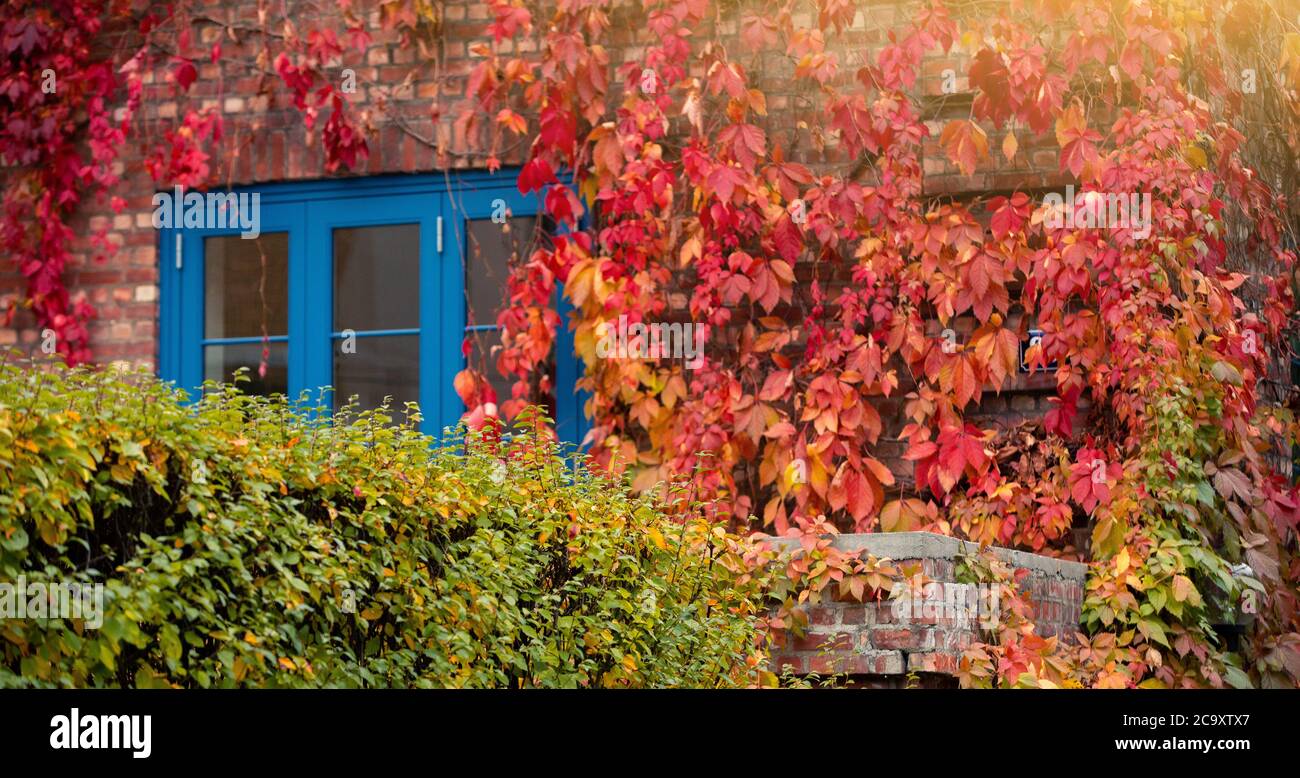 Die Wand des Hauses ist mit Efeu bedeckt. Herbststadt Stockfoto