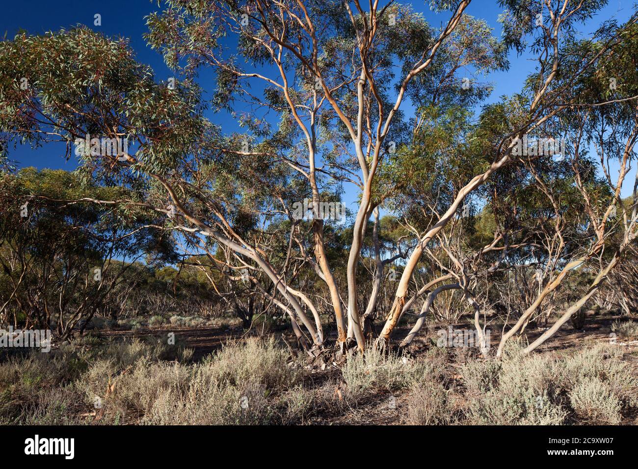 Mallee Trees (Eucalyptus sp.). April 2012. Entwood Sanctuary. Sandleton. Murraylands. Südaustralien. Australien. Stockfoto