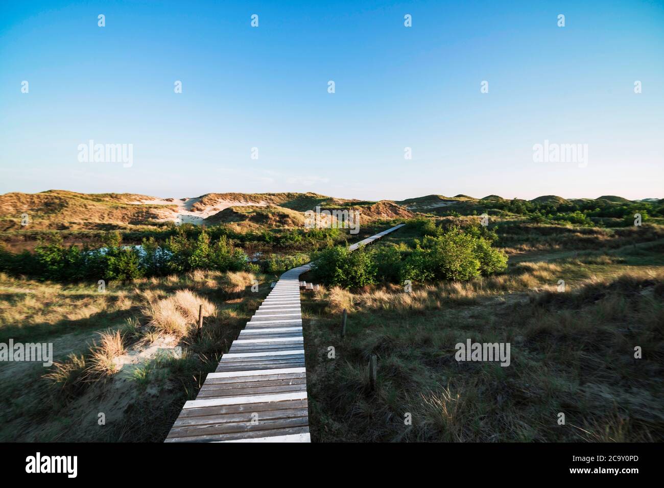 Verlassene Holzpromenade, die durch die Dünenvegetation in Richtung eines blauen Himmels führt, in einer stimmungsvollen Tageslichtlandschaft auf Amrum, Nordfriesische Insel Stockfoto