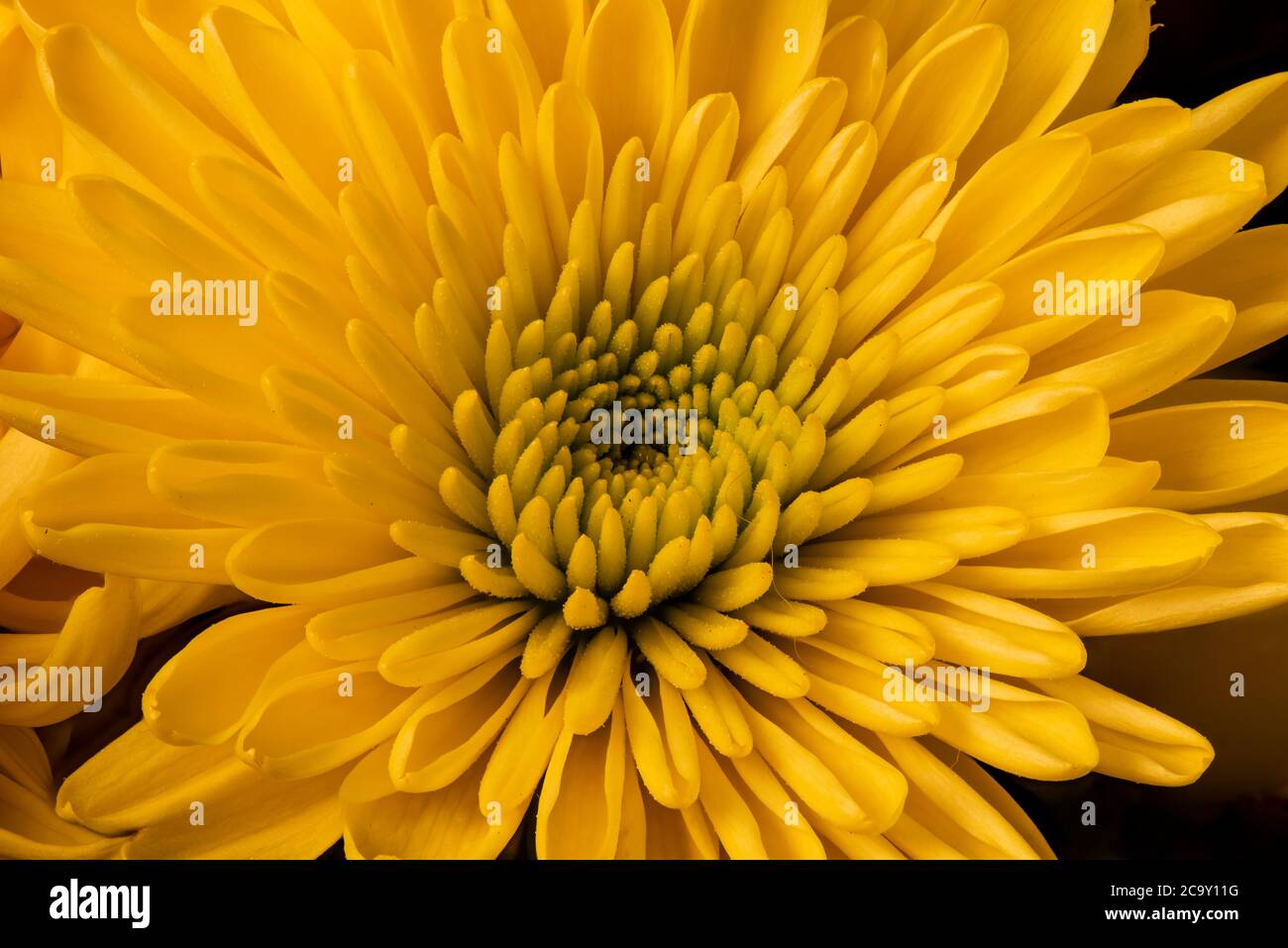 Gelbe Blume Stockfoto
