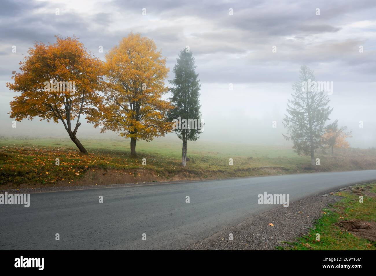 Bäume im Nebel auf der Straßenseite. Nebeliges Herbstwetter. Bewölktes Himmel. Herbstsaison Stockfoto