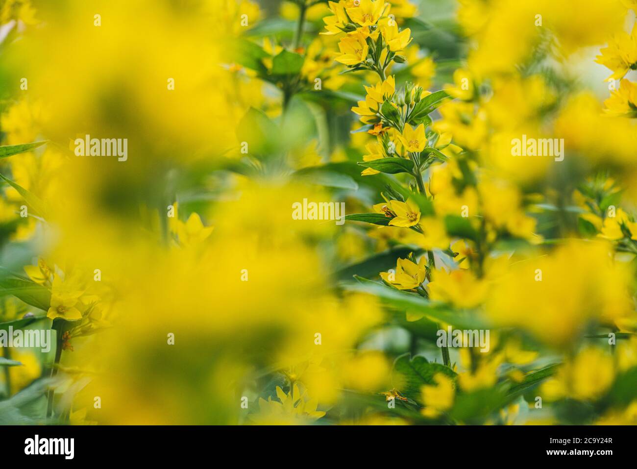 Leuchtend gelbe Blume loosestrife Punkt durch die hellen Strahlen der Mittagssonne beleuchtet. Makroaufnahme mit selektivem Fokus und flachem Freiheitsgrad Stockfoto