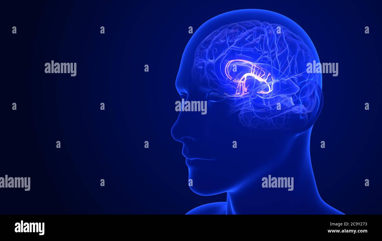 Hirnanatomie - Limbisches System. 3d-Rendering Stockfoto