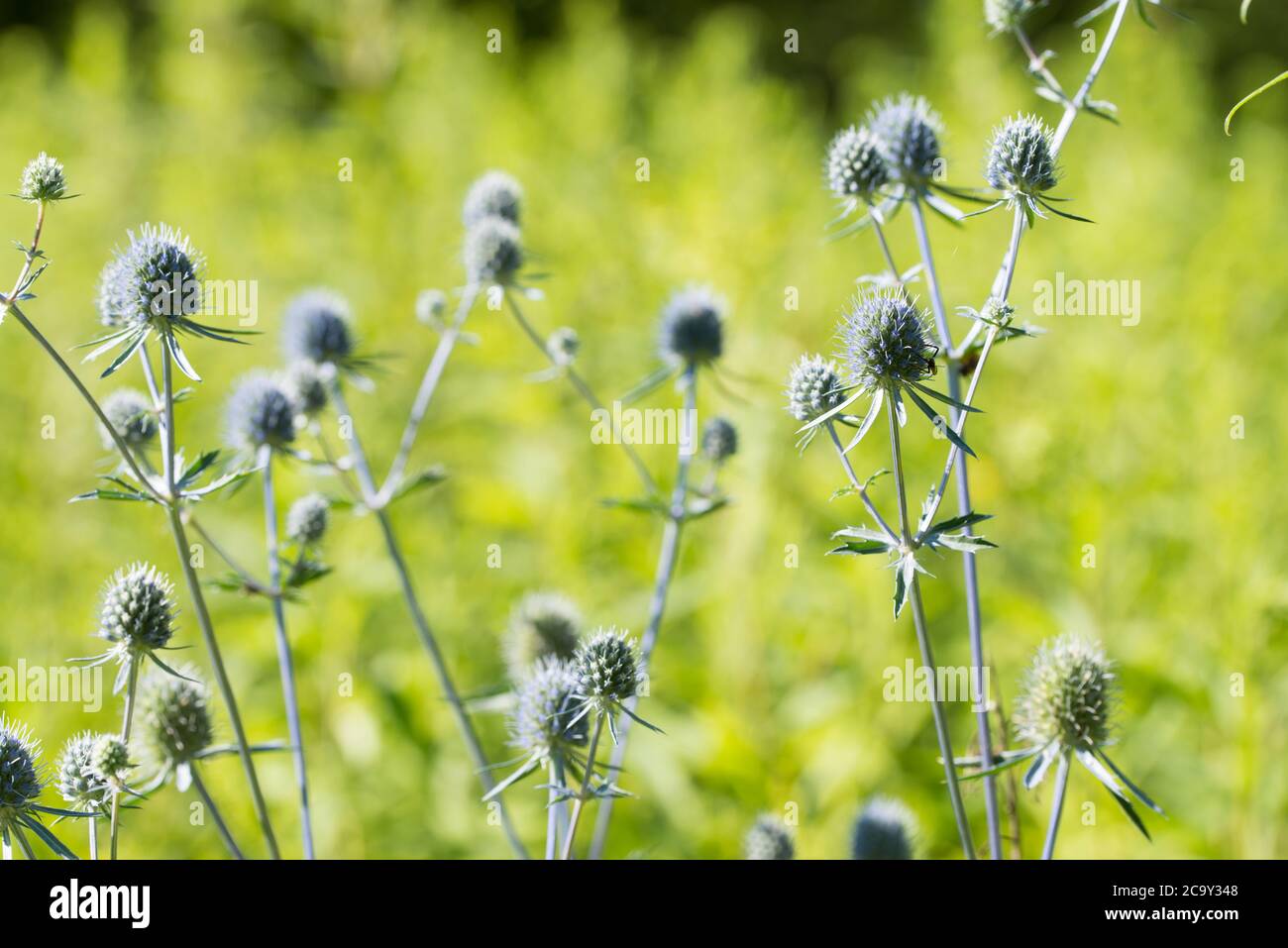 Cirsium vulgare, Speer Distel Blumen in Wiese Makro selektiven Fokus Stockfoto