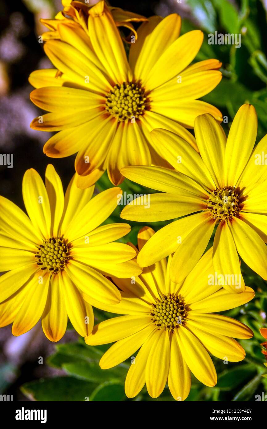 Gelb Osteospermum Akila Sonnenuntergang Schattierungen winterhart mehrjährige Blüten Stockfoto