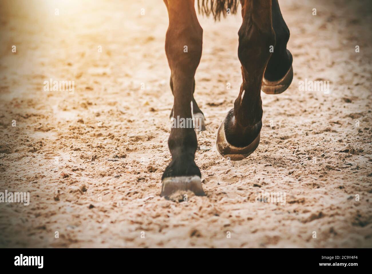 Die Hufe eines galoppierenden Bay-Pferdes, das im Sonnenlicht über den Sand läuft. Freiheit. Stockfoto