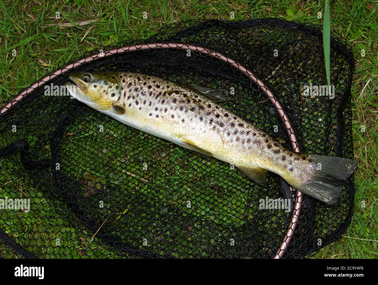 Eine braune Forelle, die auf dem West Driffield Beck in Yorkshire gefangen wurde, dem nördlichsten Kreidefluss der Britischen Inseln und einem erstklassigen Fliegenfischerplatz Stockfoto