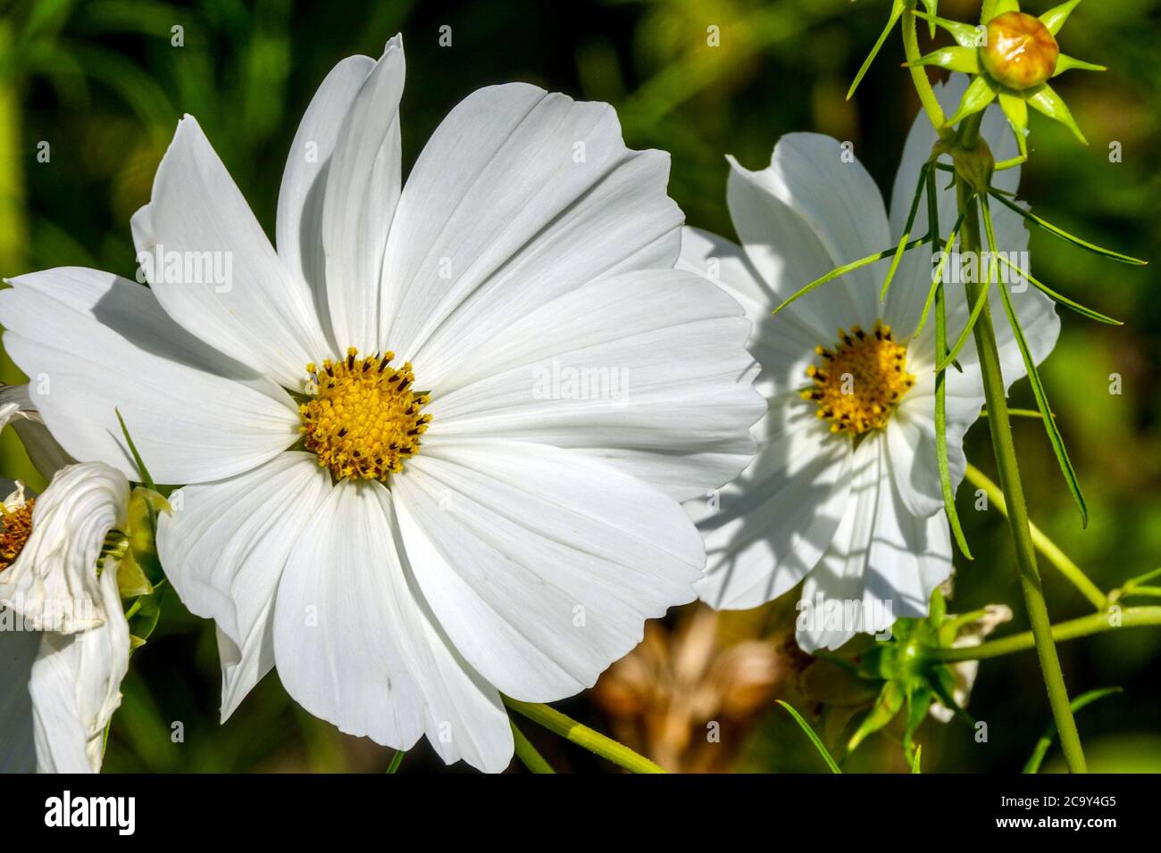 Cosmos bipinnatus 'Purity' Mexican Aster White Cosmos 'Purity' Stockfoto