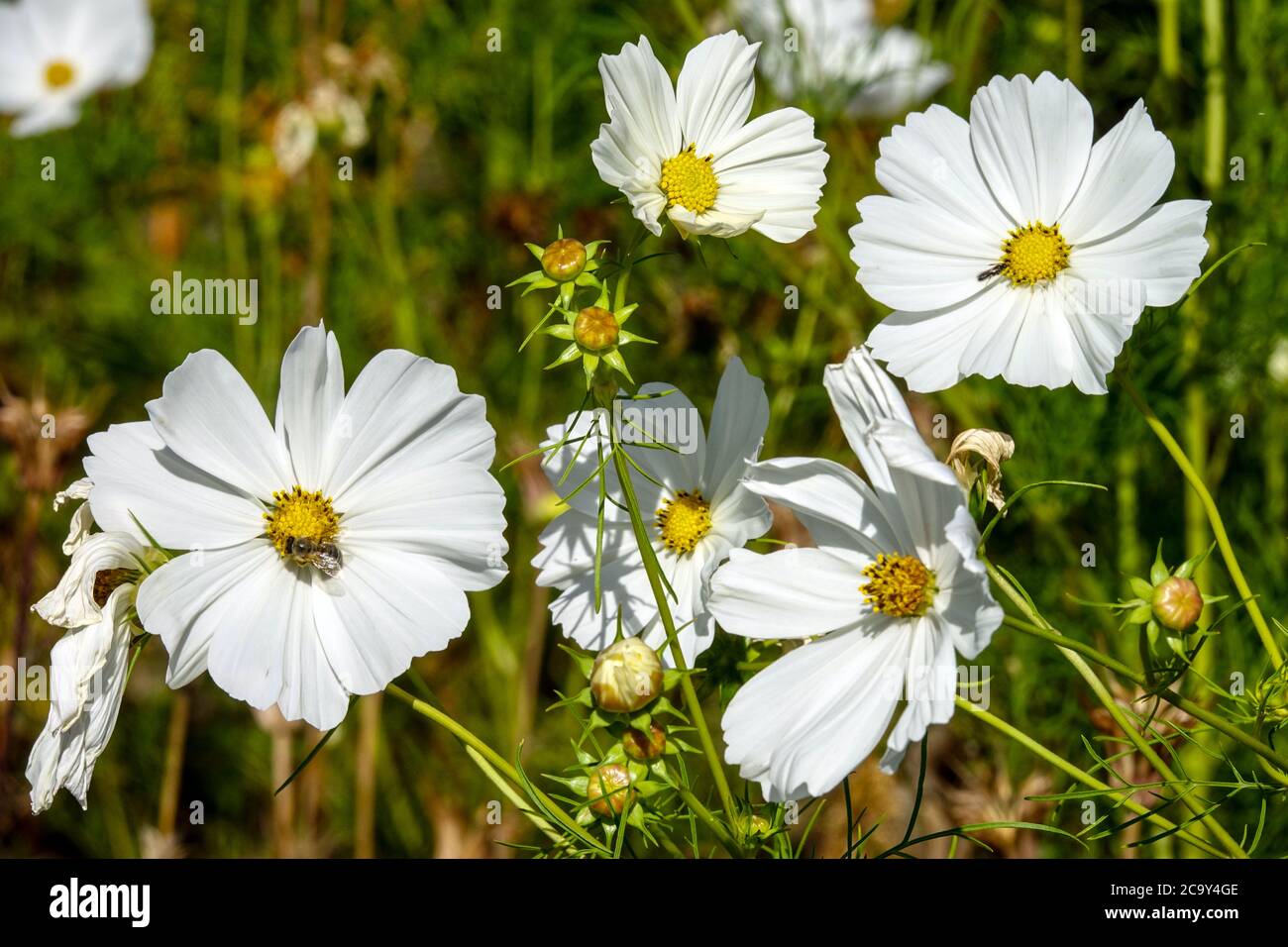 Cosmos bipinnatus 'Purity' winterharte einjährige Blüten Stockfoto