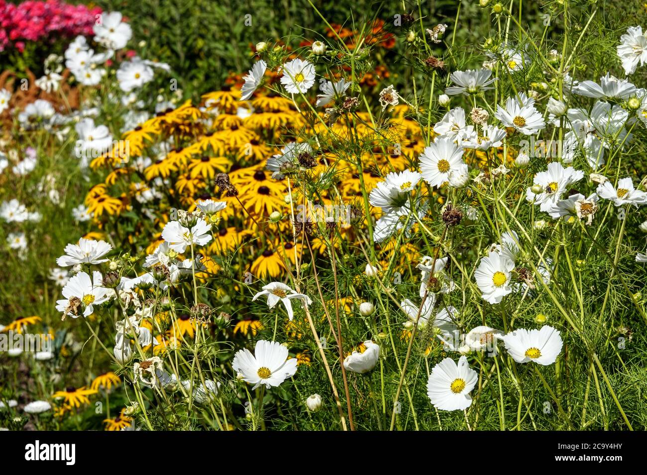 Cosmos bipinnatus 'Reinheit' im Blumenbeet Stockfoto