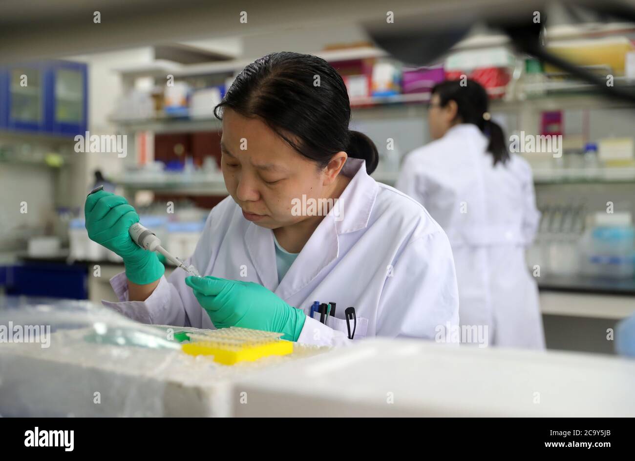 Shenyang, Chinas Provinz Liaoning. August 2020. Ein Doktorand forscht in einem Labor der Landwirtschaftlichen Universität Shenyang während eines Sommerurlaubs in Shenyang, nordöstlich der Provinz Liaoning, am 3. August 2020. Quelle: Yang Qing/Xinhua/Alamy Live News Stockfoto