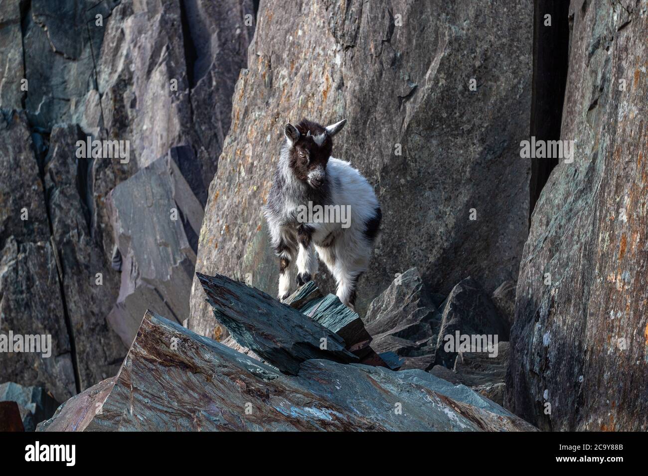 Welsh Ziege im Dinorwig Steinbruch Stockfoto