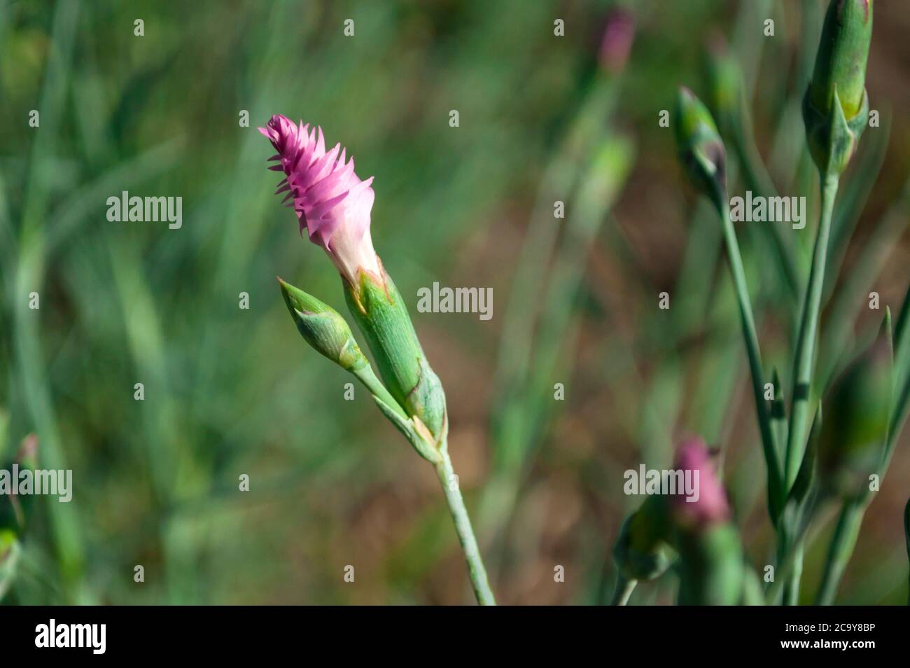 Kleine leuchtend rosa Nelkenknospe in der Mitte auf einem verschwommenen Hintergrund. Blumenhintergrund. Eine Blume auf einem Hintergrund von Grün Stockfoto