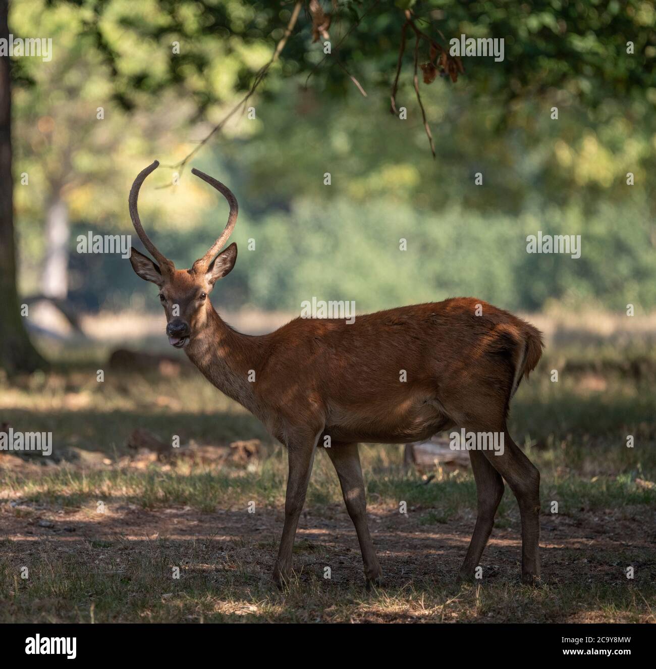 Richmond Park London, Großbritannien. August 2020. Ein warmer Morgen im Richmond Park mit Red Deer, der den autofreien Park genießt, bevor viele Radfahrer und Wanderer ankommen. Junge Rothirsche Hirsche Futter unter einem Baumkronendach. Quelle: Malcolm Park/Alamy Live News. Stockfoto