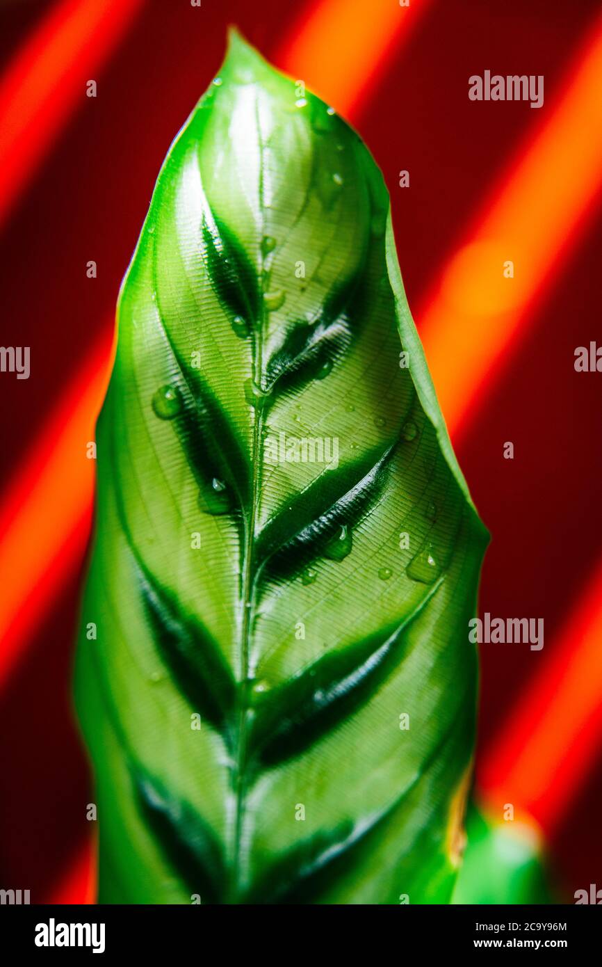 Calathea houseplant Fotos und Bildmaterial in hoher Auflösung Alamy