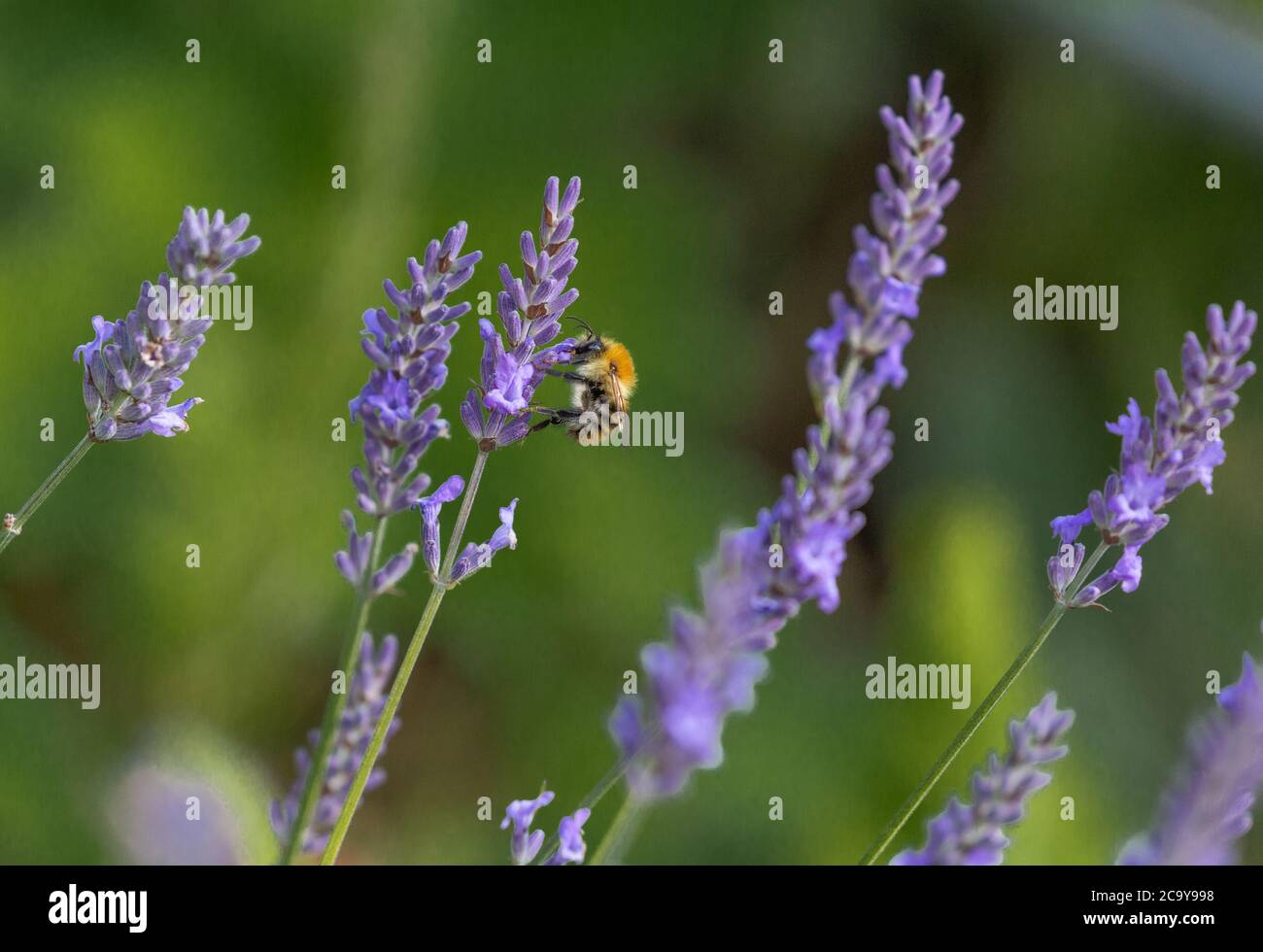 Eine Hummel sammelt Pollen von englischen Lavendelblüten in Yorkshire, UK. Stockfoto