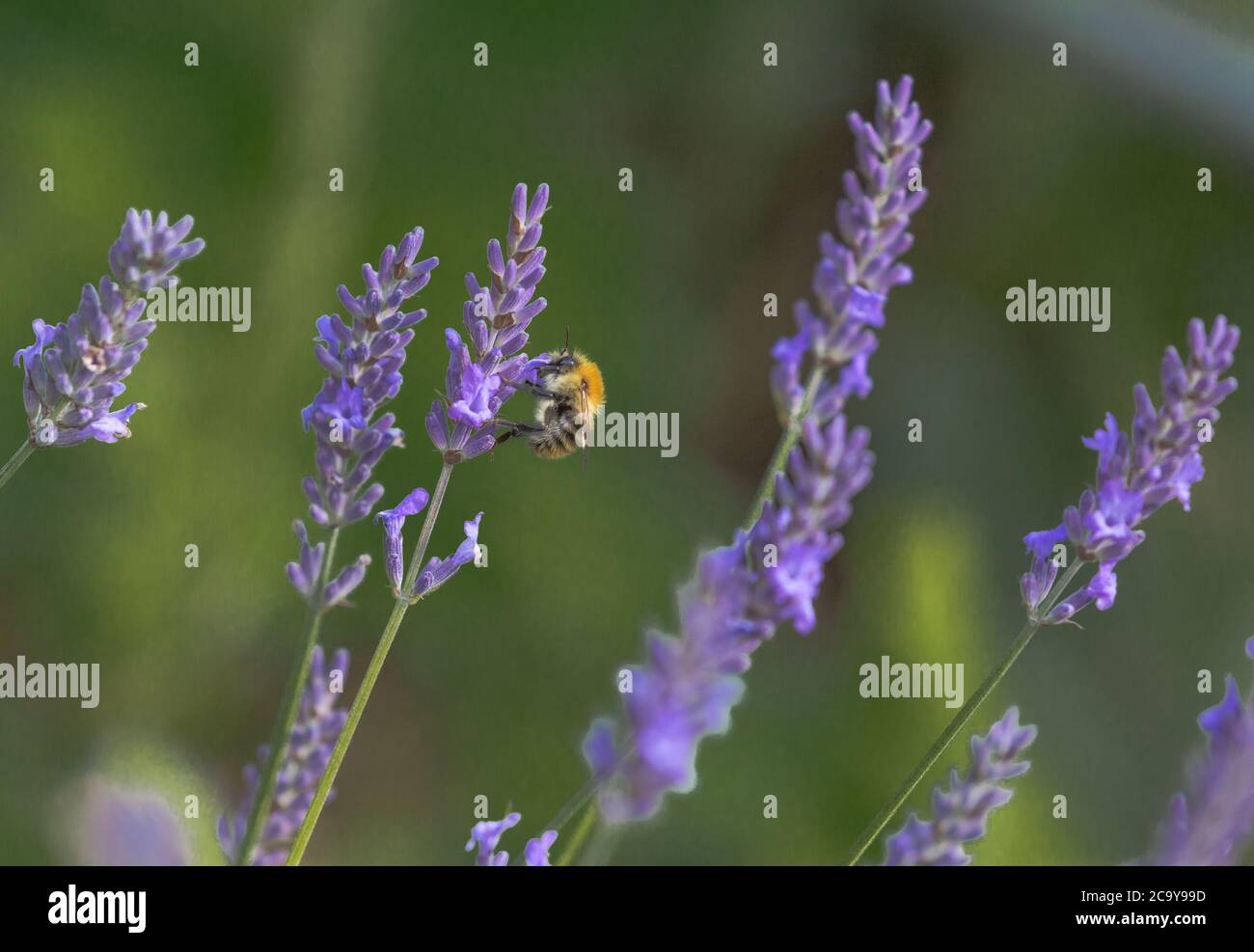 Eine Hummel sammelt Pollen von englischen Lavendelblüten in Yorkshire, UK. Stockfoto