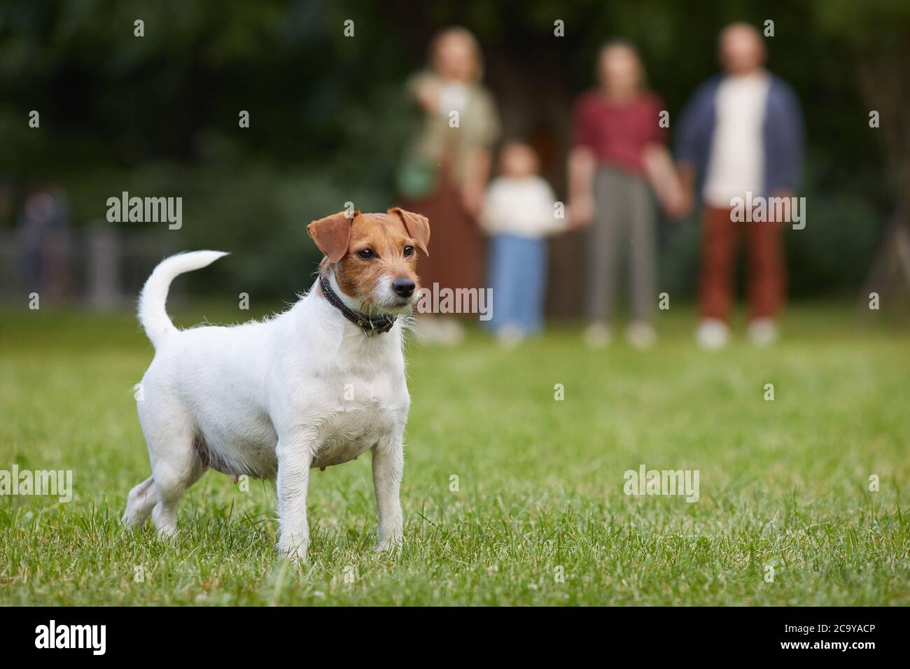 In voller Länge Porträt von weiblichen Jack Russel Terrier Hund auf grünem  Gras im Freien stehen und wegschauen mit Silhouette der Familie im  Hintergrund, Kopie Stockfotografie - Alamy