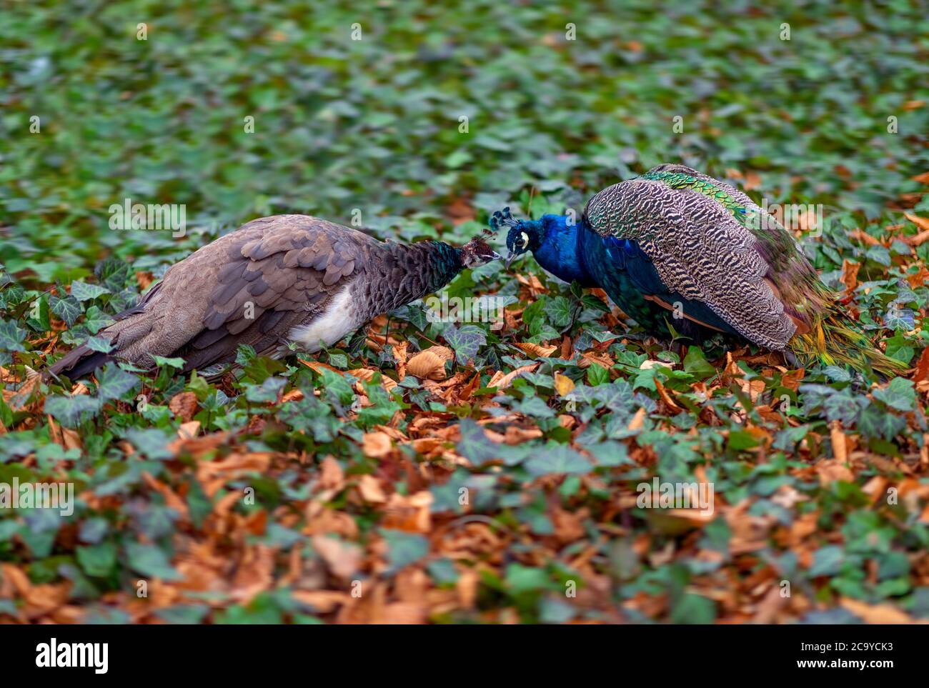 Küssen Pfau Vögel Stockfoto
