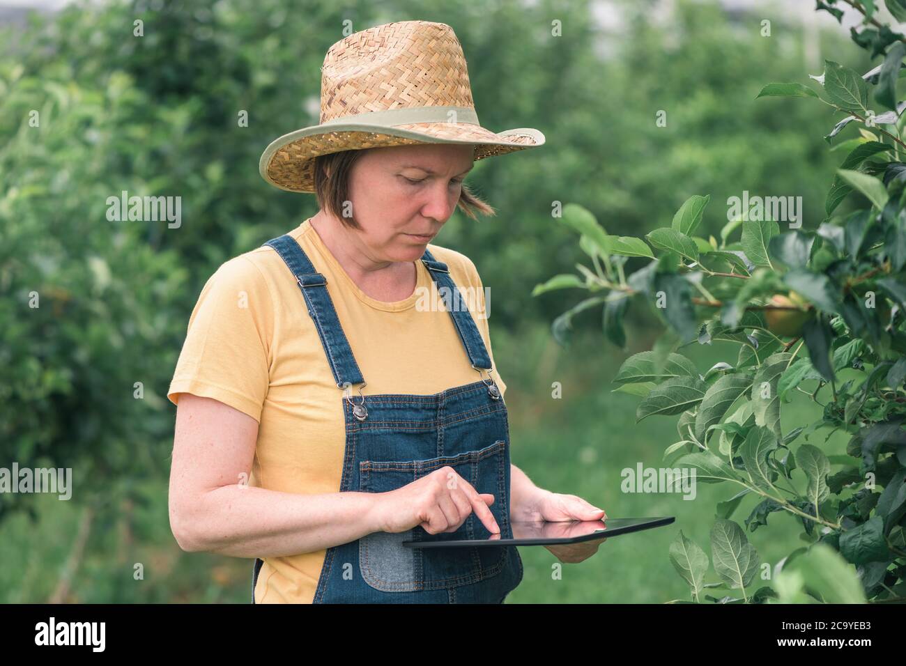 Weibliche Landwirtin mit Tablet-Computer in Bio-Apfelobstgarten, innovative Technologie in lokal angebauten Lebensmittelproduktionsprozess Stockfoto