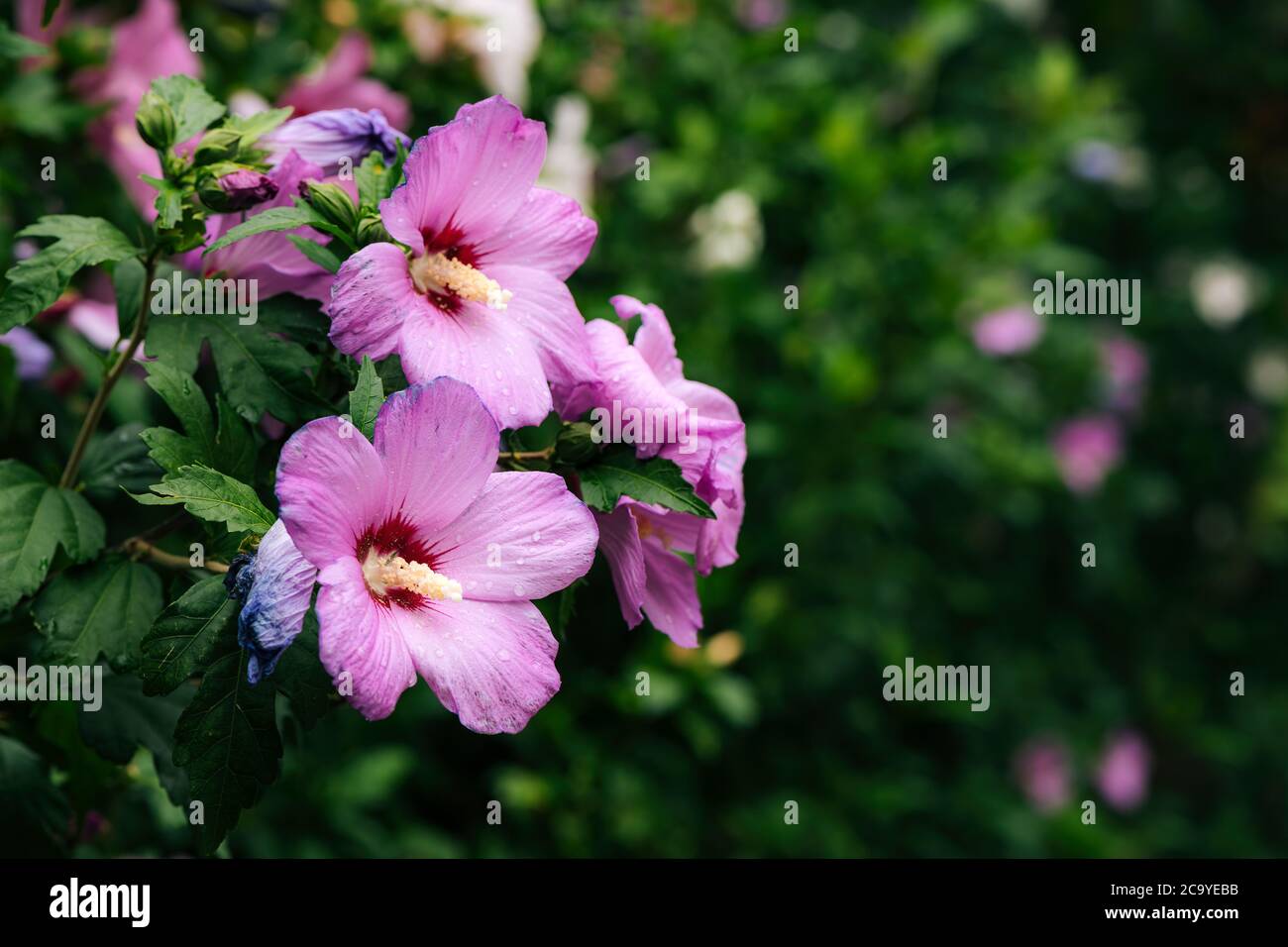 Rosa chinesische Hibiskusblüte, Nahaufnahme mit selektivem Fokus Stockfoto