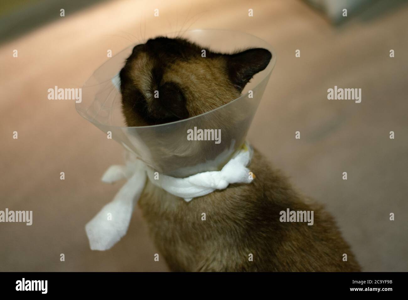 Genesung der Siamkatze nach einem Katzenkampf. Die Katze erholt sich nach ärztlicher oder zirurgischer Versorgung. Stockfoto