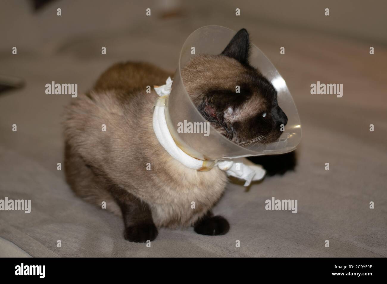 Siam Katze Genesung nach dem Gehen zum Tierarzt, weil pf ein Katzenkampf. Die Katze erholt sich nach medizinischen oder zirurgischen Eingriffen. Tierpflege. Stockfoto